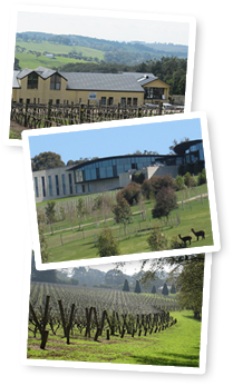 Mornington Peninsula Winery Tours